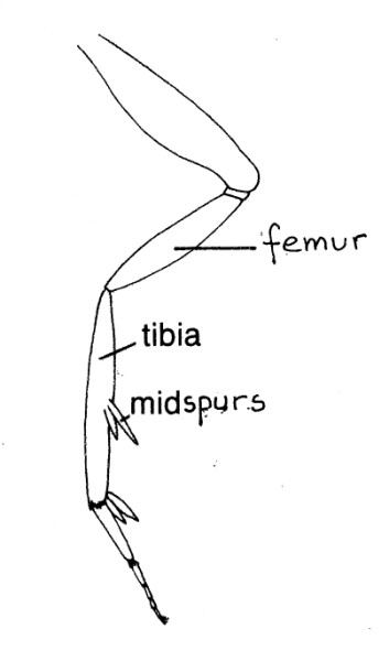 Hindleg with tibia relatively short.
